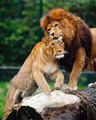 Lions - lions photo