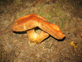 Mushrooms - photography photo