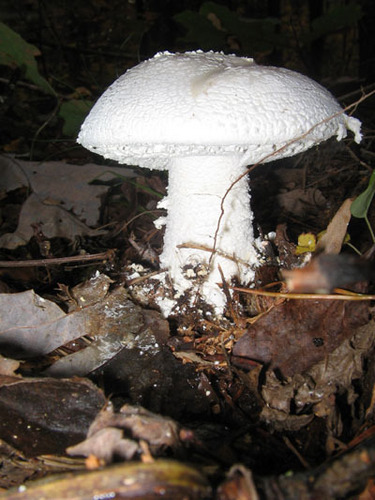  Mushrooms