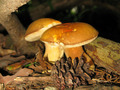 Mushrooms - photography photo