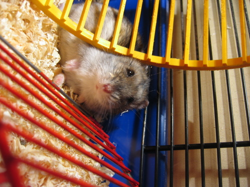  My criceto, hamster batman