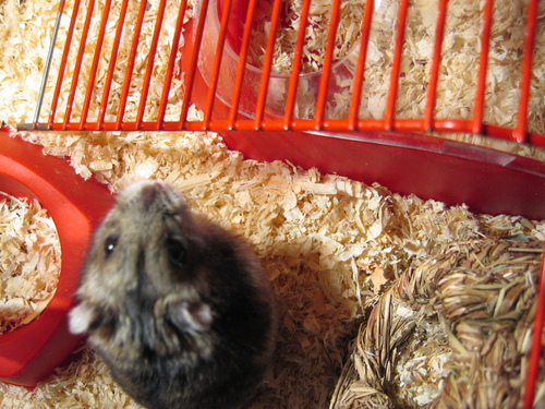  My chuột đồng, hamster Người dơi