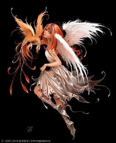  Phoenix 天使