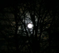 Moon - photography photo