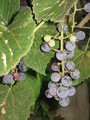 Grapes - photography photo