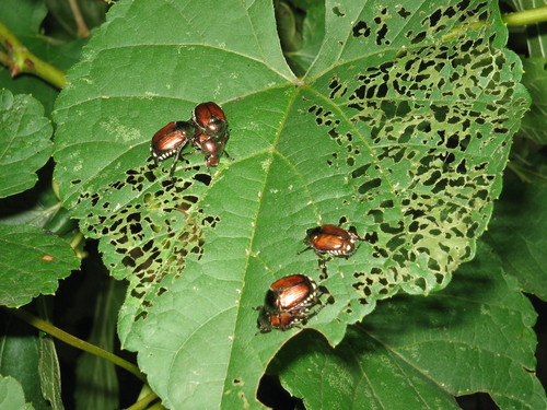  Japanese Beetles