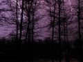Purple Lightning - photography photo