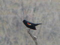Redwinged Blackbird  - photography photo