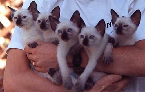  Siamese Kitties!
