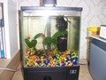 Small Tank - fish photo