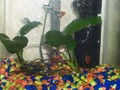 Small Tank - fish photo