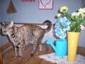 cats - Spring Kitty wallpaper