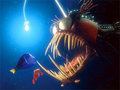 The Anglerfish - Finding Nemo - disney-villains photo