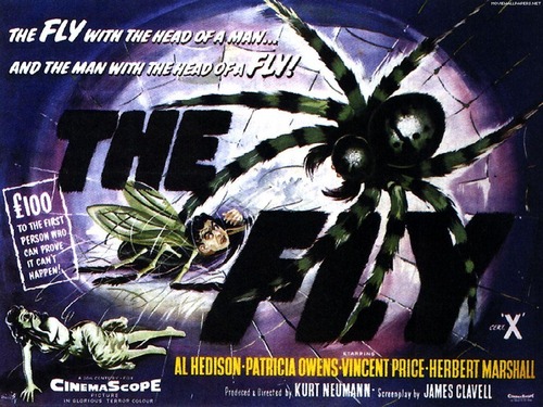  The Fly