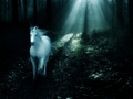 Unicorn - fantasy photo