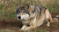 Wolf Laying - wolves photo