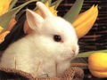 baby rabbit w'paper - easter wallpaper