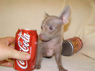 coke dog