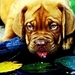 dogs - dogs icon
