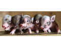 mini  pigs  - pigs photo