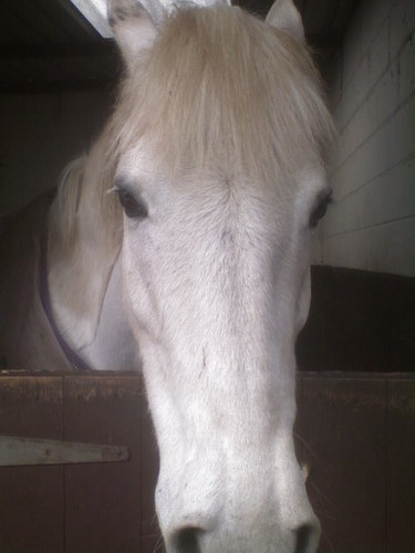  my horse cassie