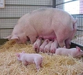 pig  - pigs photo