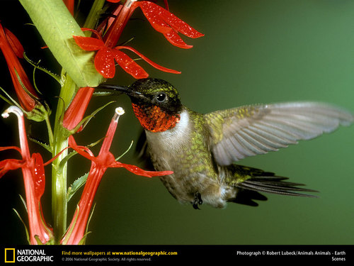  ruby throated kolibri