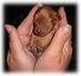so small - dogs icon