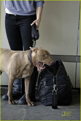  sophia & her pitbull 'patch'