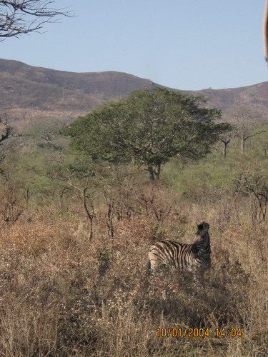 the zebra's on my safari 