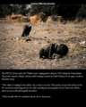 Kevin Carter masterpiece  - photography photo