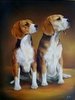  2 beagles