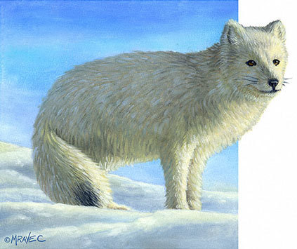  Arctic raposa