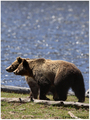 Bears - the-animal-kingdom photo