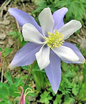 Colorado state flower the Blue Columbine