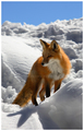 Foxes - the-animal-kingdom photo