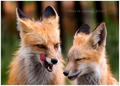 Foxes - the-animal-kingdom photo