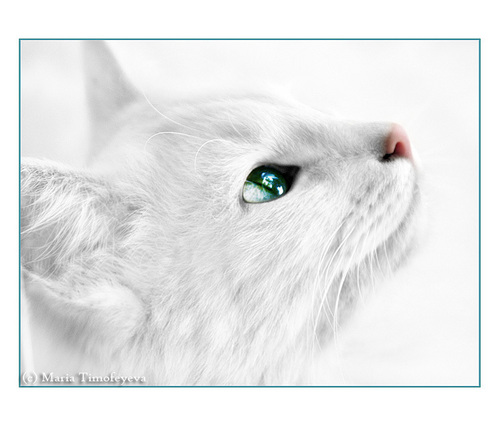  Snow White Cat