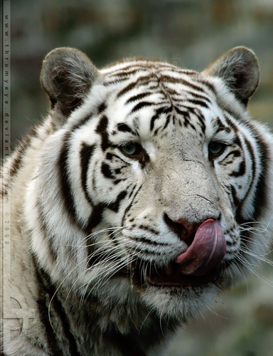  Tiger Close Up