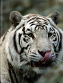 Tiger Close Up - the-animal-kingdom photo