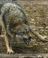 Angry Wolf - wolves photo