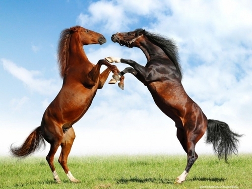  Fight of cavalos