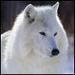White Wolf - wolves icon