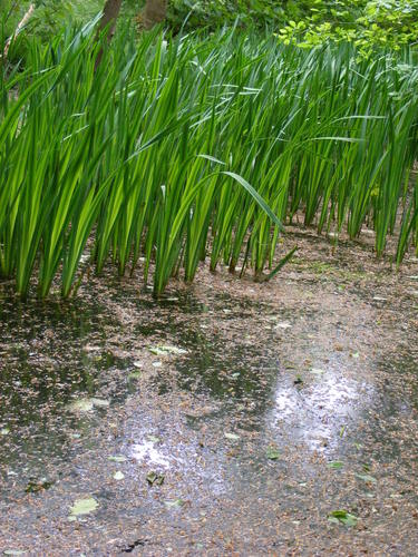  reeds