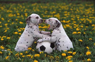 soccer puppies