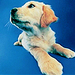 Dogs - dogs icon