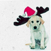 Dogs - dogs icon