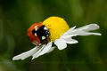 Ladybug - photography photo