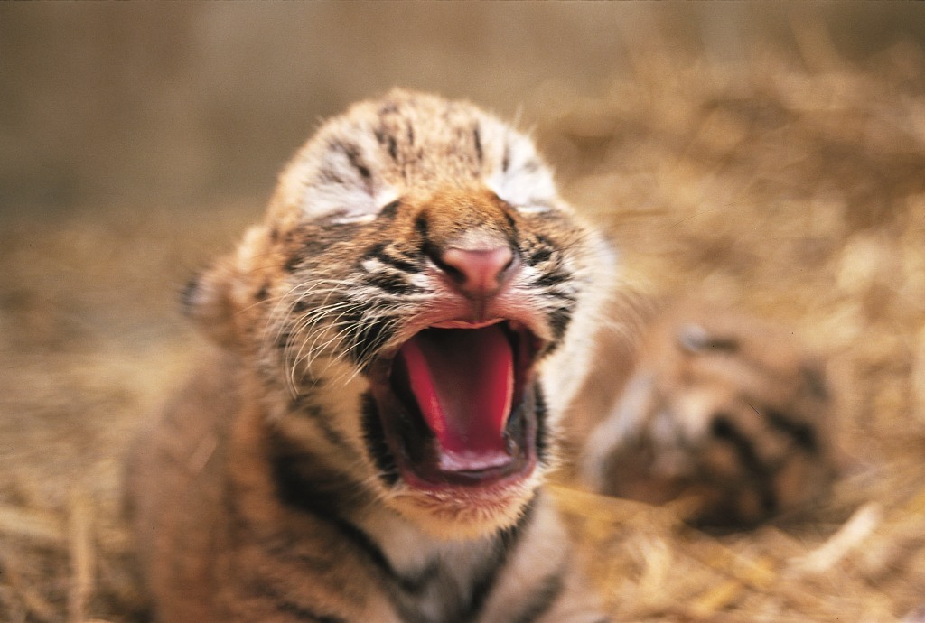 tiger cubs wallpaper. Tiger Cub