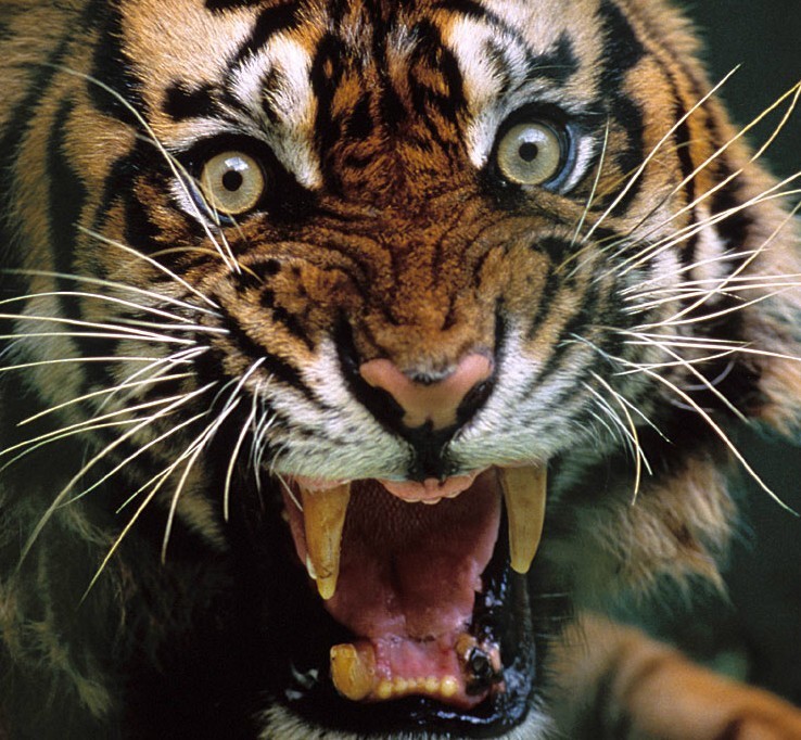 Tiger Wallpaper - Tigers Photo (1598843) - Fanpop